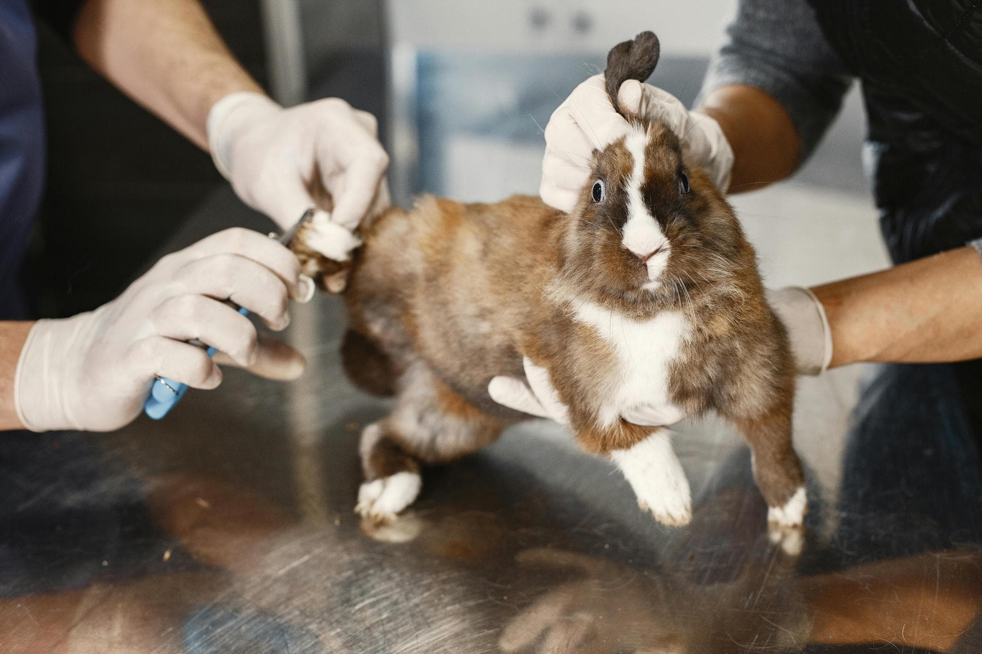 Best Vets in Arvada