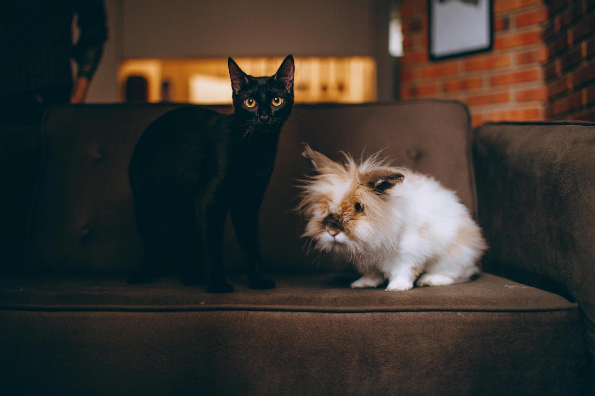 Dog & Cat Vets in Arvada