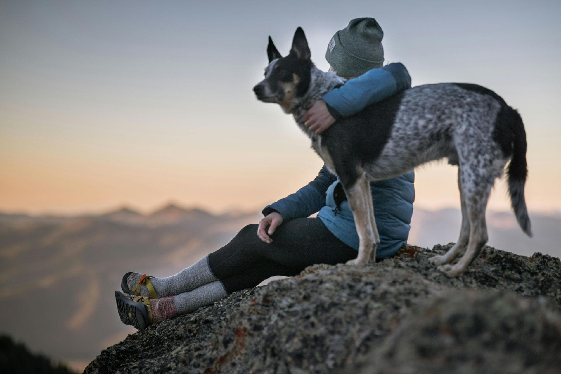 Specialist Vets in Arvada